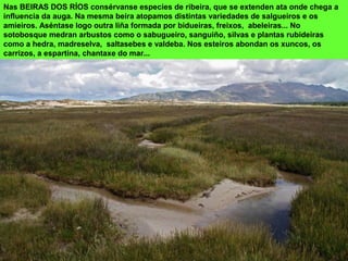 Nas BEIRAS DOS RÍOS consérvanse especies de ribeira, que se extenden ata onde chega a
influencia da auga. Na mesma beira atopamos distintas variedades de salgueiros e os
amieiros. Aséntase logo outra liña formada por bidueiras, freixos, abeleiras... No
sotobosque medran arbustos como o sabugueiro, sanguiño, silvas e plantas rubideiras
como a hedra, madreselva, saltasebes e valdeba. Nos esteiros abondan os xuncos, os
carrizos, a espartina, chantaxe do mar...
 