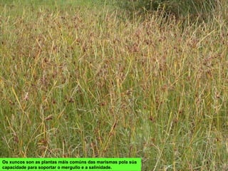 Os xuncos son as plantas máis comúns das marismas pola súa
capacidade para soportar o mergullo e a salinidade.
 