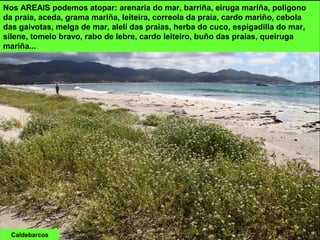 Caldebarcos
Nos AREAIS podemos atopar: arenaria do mar, barriña, eiruga mariña, poligono
da praia, aceda, grama mariña, leiteira, correola da praia, cardo mariño, cebola
das gaivotas, melga de mar, alelí das praias, herba do cuco, espigadilla do mar,
silene, tomelo bravo, rabo de lebre, cardo leiteiro, buño das praias, queiruga
mariña...
 