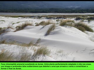 Feos (Ammophila arenaria) suxeitando as dunas. Unha planta perfectamente adaptada á vida nos areas,
con longos e profundos talos subterráneos que deteñen a area que arrastra o vento e constribúen a
formar e fixar as dunas.
 