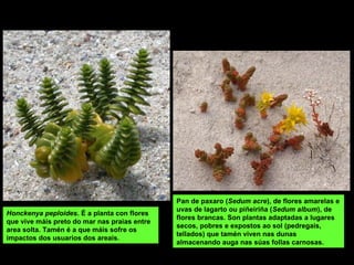 Pan de paxaro (Sedum acre), de flores amarelas e
uvas de lagarto ou piñeiriña (Sedum album), de
flores brancas. Son plantas adaptadas a lugares
secos, pobres e expostos ao sol (pedregais,
tellados) que tamén viven nas dunas
almacenando auga nas súas follas carnosas.
Honckenya peploides. É a planta con flores
que vive máis preto do mar nas praias entre
area solta. Tamén é a que máis sofre os
impactos dos usuarios dos areais.
 