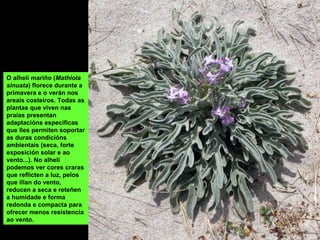O alhelí mariño (Mathiola
sinuata) florece durante a
primavera e o verán nos
areais costeiros. Todas as
plantas que viven nas
praias presentan
adaptacións específicas
que lles permiten soportar
as duras condicións
ambientais (seca, forte
exposición solar e ao
vento...). No alhelí
podemos ver cores craras
que reflicten a luz, pelos
que illan do vento,
reducen a seca e reteñen
a humidade e forma
redonda e compacta para
ofrecer menos resistencia
ao vento.
 