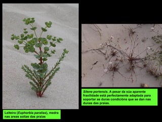 Leiteira (Euphorbia paralias), medra
nas areas soltas das praias
Silene portensis. A pesar da súa aparente
fraxilidade está perfectamente adaptada para
soportar as duras condicións que se dan nas
dunas das praias.
 