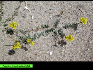 Paxariños (Linaria poligalifolia)
 
