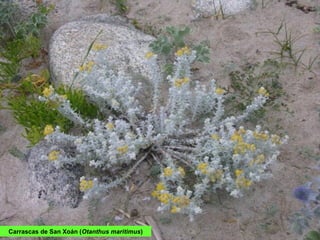 Carrascas de San Xoán (Otanthus maritimus)
 