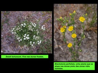 Seseli tortuosum. Vive nas dunas fixadas.
Blackstonia perfoliata, unha planta que se
atopa nas dunas preto das zonas máis
húmidas.
 