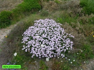 Iberis procumbens
 
