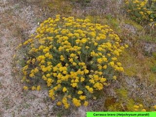 Carrasco bravo (Helychrysum picardii)
 