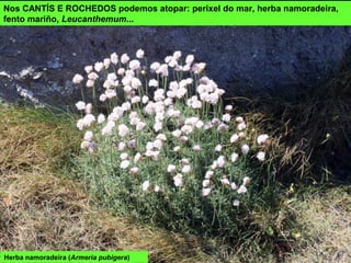 Herba namoradeira (Armeria pubigera)
Nos CANTÍS E ROCHEDOS podemos atopar: perixel do mar, herba namoradeira,
fento mariño, Leucanthemum...
 