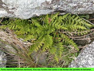 Fento mariño (Asplenium marinum). Vive nos furados dos cantís e nas fendas das paredes da beiramar.
 