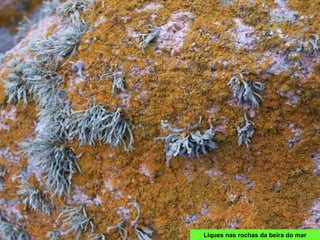 Liques nas rochas da beira do mar
 