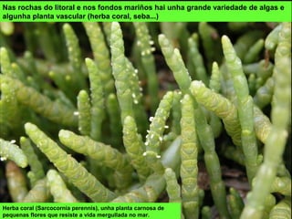 Herba coral (Sarcocornia perennis), unha planta carnosa de
pequenas flores que resiste a vida mergullada no mar.
Nas rochas do litoral e nos fondos mariños hai unha grande variedade de algas e
algunha planta vascular (herba coral, seba...)
 