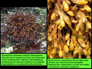 Carrapuchos (Chondrus crispus). Esta pequena
alga que vive en lugares que case nunca descobre
o mar recóllese para a industria. Dela obtéñense
produtos que se usan para mellorar as cualidades
organolépticas e a conservación dos alimentos.
Bocho (Fucus vesiculosus). Son as algas máis
comúns nas rochas das áreas abrigadas.
Soportan ben a desecación e serven de acobillo
a caramuxos, caracolas, cangrexos...
 