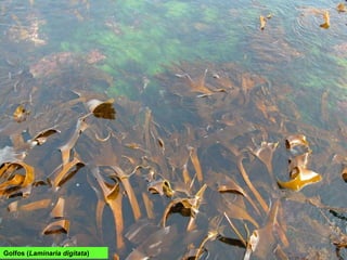 Golfos (Laminaria digitata)
 