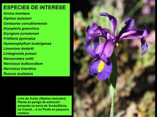 ESPECIES DE INTERESE
Arnica montana
Xiphion boissieri
Centaurea corcubionensis
Dryopteris guanchica
Eryngium juresianum
Fritillaria pyrenaica
Hymenophyllum tunbrigense
Limonium dodartii
Linkagrostis juressi
Nanozostera noltii
Narcissus bulbocodium
Narcissus triandrus
Ruscus aculeatus
Lirio do Xurés (Xiphion boissieri).
Planta en perigo de extinción
presente na serra do Xurés/Gêres,
no Courel... e no Pindo en pequeno
número.
 