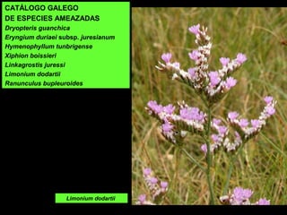 Limonium dodartii
CATÁLOGO GALEGO
DE ESPECIES AMEAZADAS
Dryopteris guanchica
Eryngium duriaei subsp. juresianum
Hymenophyllum tunbrigense
Xiphion boissieri
Linkagrostis juressi
Limonium dodartii
Ranunculus bupleuroides
 