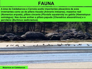 Mazaricos en Caldebarcos
FAUNA
A área de Caldebarcos e Carnota acolle importantes pboacións de aves
invernantes como as de píllara riscada (Arenaria interpres), mazarico real
(Numenius arquata), píllara cincenta (Pluvialis squatarola) ou gabita (Haematopus
ostralegus). Nas dunas aniñan a píllara papuda (Charadrius alexandrinus) e o
pernileiro (Burhinus oedicnemus).
 
