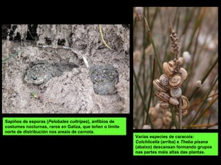 Varias especies de caracois:
Colchlicella (arriba) e Theba pisana
(abaixo) descansan formando grupos
nas partes máis altas das plantas.
Sapiños de esporas (Pelobates cultripes), anfibios de
costumes nocturnas, raros en Galiza, que teñen o límite
norte de distribución nos areais de carnota.
 