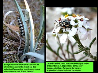 Chinche sobre unha flor de carraspique (Iberis
procumbens). A capacidade para pasar
desapercibidos é fundamental para a
supervivencia dos animais pequenos.
Eiruga da avelaíña Brithys crini que se
alimenta unicamente de cebola das
gaivotas (Pancratium maritimum), unha
planta común das dunas fixadas.
 