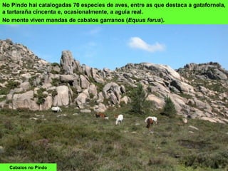 Cabalos no Pindo
No Pindo hai catalogadas 70 especies de aves, entre as que destaca a gatafornela,
a tartaraña cincenta e, ocasionalmente, a aguia real.
No monte viven mandas de cabalos garranos (Equus ferus).
 