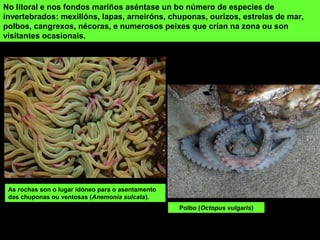 Polbo (Octopus vulgaris)
No litoral e nos fondos mariños aséntase un bo número de especies de
invertebrados: mexillóns, lapas, arneiróns, chuponas, ourizos, estrelas de mar,
polbos, cangrexos, nécoras, e numerosos peixes que crían na zona ou son
visitantes ocasionais.
As rochas son o lugar idóneo para o asentamento
das chuponas ou ventosas (Anemonia sulcata).
 