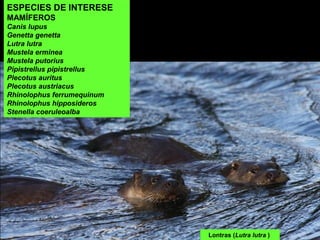 Lontras (Lutra lutra )
ESPECIES DE INTERESE
MAMÍFEROS
Canis lupus
Genetta genetta
Lutra lutra
Mustela erminea
Mustela putorius
Pipistrellus pipistrellus
Plecotus auritus
Plecotus austriacus
Rhinolophus ferrumequinum
Rhinolophus hipposideros
Stenella coeruleoalba
 