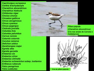 Caprimulgus europaeus
Certhia brachydactyla
Charadrius alexandrinus
Charadrius hiaticula
Chlidonias niger
Cinclus cinclus
Circaetus gallicus
Circus aeruginosus
Circus cyaneus
Circus pygargus
Cisticola juncidis
Columba livia
Columba palumbus
Corvus corone
Coturnix coturnix
Cuculus canorus
Delichon urbica
Dendrocopos major
Egretta alba
Egretta garzetta
Emberiza cia
Emberiza cirlus
Emberiza citrinella
Emberiza schoeniclus subsp. lusitanica
Erithacus rubecula
Falco peregrinus
Falco subbuteo
Píllara papuda
(Charadrius alexandrinus)
Cría nos areais de Carnota e
Caldebarcos
Cría de píllara papuda
 