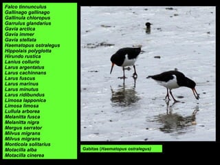 Falco tinnunculus
Gallinago gallinago
Gallinula chloropus
Garrulus glandarius
Gavia arctica
Gavia immer
Gavia stellata
Haematopus ostralegus
Hippolais polyglotta
Hirundo rustica
Lanius collurio
Larus argentatus
Larus cachinnans
Larus fuscus
Larus marinus
Larus minutus
Larus ridibundus
Limosa lapponica
Limosa limosa
Lullula arborea
Melanitta fusca
Melanitta nigra
Mergus serrator
Milvus migrans
Milvus migrans
Monticola solitarius
Motacilla alba
Motacilla cinerea
Gabitas (Haematopus ostralegus)
 