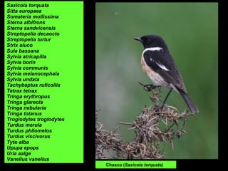 Chasco (Saxicola torquata)
Saxicola torquata
Sitta europaea
Somateria mollissima
Sterna albifrons
Sterna sandvicensis
Streptopelia decaocto
Streptopelia turtur
Strix aluco
Sula bassana
Sylvia atricapilla
Sylvia borin
Sylvia communis
Sylvia melanocephala
Sylvia undata
Tachybaptus ruficollis
Tetrax tetrax
Tringa erythropus
Tringa glareola
Tringa nebularia
Tringa totanus
Troglodytes troglodytes
Turdus merula
Turdus philomelos
Turdus viscivorus
Tyto alba
Upupa epops
Uria aalge
Vanellus vanellus
 