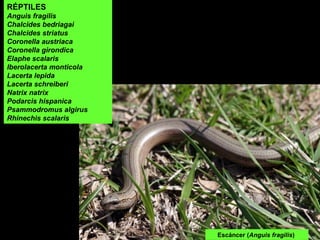 Escáncer (Anguis fragilis)
RÉPTILES
Anguis fragilis
Chalcides bedriagai
Chalcides striatus
Coronella austriaca
Coronella girondica
Elaphe scalaris
Iberolacerta monticola
Lacerta lepida
Lacerta schreiberi
Natrix natrix
Podarcis hispanica
Psammodromus algirus
Rhinechis scalaris
 