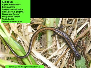 Saramaganta (Chioglossa lusitanica)
ANFIBIOS
Alytes obstetricans
Bufo calamita
Chioglossa lusitanica
Discoglossus galganoi
Lissotriton boscai
Pelophyllax perezi
Rana iberica
Triturus marmoratus
 