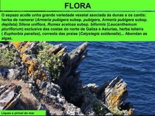 FLORA
O espazo acolle unha grande variedade vexetal asociada ás dunas e os cantís:
herba de namorar (Armeria pubigera subsp. pubigera, Armeria pubigera subsp.
depilata) Silene uniflora, Rumex acetosa subsp. biformis (Leucanthemum
pluriflorum) exclusiva das costas do norte de Galiza e Asturias, herba leiteira
( Euphorbia paralias), correola das praias (Calystegia soldanella)... Abondan as
algas.
Liques e pirixel do mar
 