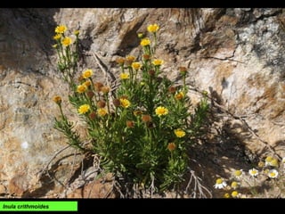 Inula crithmoides
 