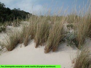 Feo (Ammophila arenaria) e cardo mariño (Eryngium maritimum)
 