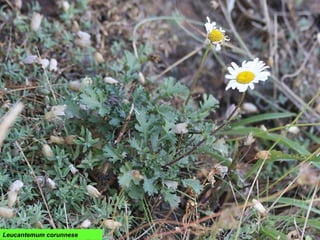 Leucantemum corunnese
 