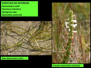 Orquídea (Spiranthes aestivalis)
ESPECIES DE INTERESE
Nanozostera noltii
Narcissus triandrus
Sphagnum spp.
Spiranthes aestivalis
Seba (Nanozostera noltii )
 
