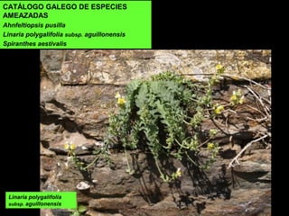 Linaria polygalifolia
subsp. aguillonensis
CATÁLOGO GALEGO DE ESPECIES
AMEAZADAS
Ahnfeltiopsis pusilla
Linaria polygalifolia subsp. aguillonensis
Spiranthes aestivalis
 