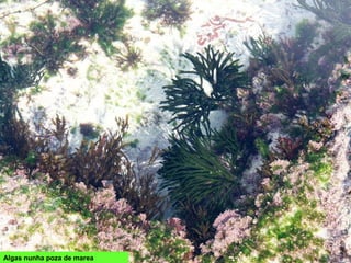 Algas nunha poza de marea
 