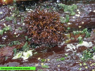 Carrapuchos (Chondrus crispus)
 