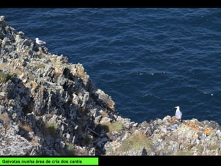 Gaivotas nunha área de cría dos cantís
 
