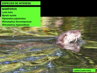 ESPECIES DE INTERESE
Lontra (Lutra lutra)
MAMÍFEROS
Lutra lutra
Myotis myotis
Pipistrellus pipistrellus
Rhinolophus ferrumequinum
Rhinolophus hipposideros
 