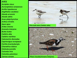 Pilro bule bule (Calidris alba)
AVES
Accipiter nisus
Acrocephalus scirpaceus
Actitis hypoleucos
Aegithalos caudatus
Alauda arvensis
Alcedo atthis
Anas platyrhynchos
Anthus trivialis
Apus apus
Ardea cinerea
Arenaria interpres
Buteo buteo
Calidris alba
Calidris maritima
Calonectris diomedea
Caprimulgus europaeus
Certhia brachydactyla
Charadrius dubius
Cisticola juncidis
Columba livia
Columba palumbus
Corvus corone Píllara riscada(Arenaria interpres)
 