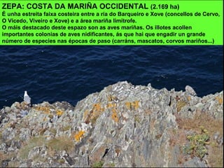 ZEPA: COSTA DA MARIÑA OCCIDENTAL (2.169 ha)
É unha estreita faixa costeira entre a ría do Barqueiro e Xove (concellos de Cervo,
O Vicedo, Viveiro e Xove) e a área mariña limítrofe.
O máis destacado deste espazo son as aves mariñas. Os illotes acollen
importantes colonias de aves nidificantes, ás que hai que engadir un grande
número de especies nas épocas de paso (carráns, mascatos, corvos mariños...)
 