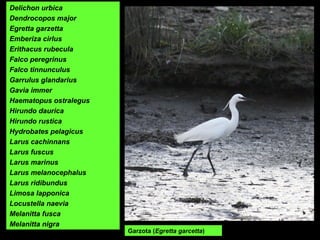 Delichon urbica
Dendrocopos major
Egretta garzetta
Emberiza cirlus
Erithacus rubecula
Falco peregrinus
Falco tinnunculus
Garrulus glandarius
Gavia immer
Haematopus ostralegus
Hirundo daurica
Hirundo rustica
Hydrobates pelagicus
Larus cachinnans
Larus fuscus
Larus marinus
Larus melanocephalus
Larus ridibundus
Limosa lapponica
Locustella naevia
Melanitta fusca
Melanitta nigra
Garzota (Egretta garcetta)
 