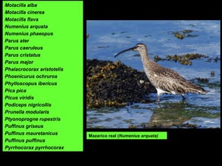 Mazarico real (Numenius arquata)
Motacilla alba
Motacilla cinerea
Motacilla flava
Numenius arquata
Numenius phaeopus
Parus ater
Parus caeruleus
Parus cristatus
Parus major
Phalacrocorax aristotelis
Phoenicurus ochruros
Phylloscopus ibericus
Pica pica
Picus viridis
Podiceps nigricollis
Prunella modularis
Ptyonoprogne rupestris
Puffinus griseus
Puffinus mauretanicus
Puffinus puffinus
Pyrrhocorax pyrrhocorax
 