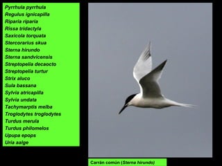 Pyrrhula pyrrhula
Regulus ignicapilla
Riparia riparia
Rissa tridactyla
Saxicola torquata
Stercorarius skua
Sterna hirundo
Sterna sandvicensis
Streptopelia decaocto
Streptopelia turtur
Strix aluco
Sula bassana
Sylvia atricapilla
Sylvia undata
Tachymarptis melba
Troglodytes troglodytes
Turdus merula
Turdus philomelos
Upupa epops
Uria aalge
Carrán común (Sterna hirundo)
 