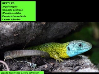 Lagarto das silveiras (Lacerta schreiberi)
RÉPTILES
Anguis fragilis
Coronella austriaca
Chalcides striatus
Iberolacerta monticola
Lacerta schreiberi
 
