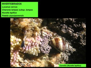 Corniño (Nucella lapillus)
INVERTEBRADOS
Lucanus cervus
Charonia lampas subsp. lampas
Nucella lapillus
Patella ulyssiponensis
 
