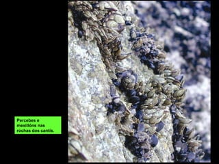 Percebes e
mexillóns nas
rochas dos cantís.
 