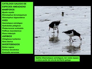CATÁLOGO GALEGO DE
ESPECIES AMEAZADAS
MAMÍFEROS
Myotis myotis
Rhinolophus ferrumequinum
Rhinolophus hipposideros
AVES
Haematopus ostralegus
Hydrobates pelagicus
Phalacrocorax aristotelis
Puffinus mauretanicus
Rissa tridactyla
ANFIBIOS
Chioglossa lusitanica
Rana iberica
INVERTEBRADOS
Bolma rugosa
Echinus esculentus
Eunicella verrucosa
Gabita (Haematopus ostralegus), ten neste espazo
o único punto de cría do territorio galego.
 